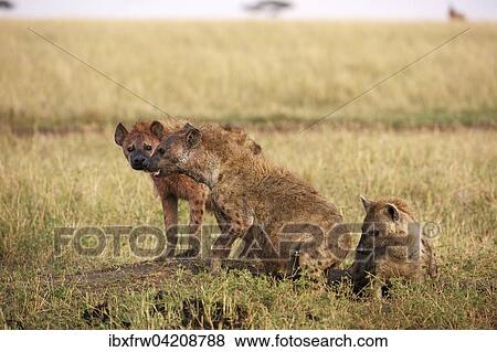 Spotted hyenas (Crocuta crocuta), part of the pack at the burrow entrance, Maasai Mara National Reserve, Kenya, Africa View Large Photo Image Stock Photo - Spotted hyenas (Crocuta crocuta), part of the pack at the burrow entrance, Maasai Mara National Reserve, Kenya, Africa. Fotosearch