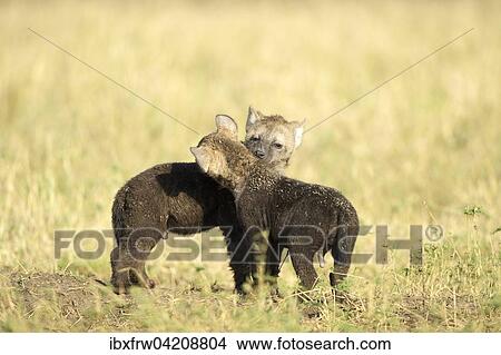 Spotted hyenas (Crocuta crocuta), pups playing, Maasai Mara National Reserve, Kenya, Africa View Large Photo Image Picture - Spotted hyenas (Crocuta crocuta), pups playing, Maasai Mara National Reserve, Kenya, Africa. Fotosearch
