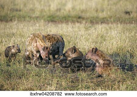Spotted hyenas (Crocuta crocuta), female with cubs, at burrow, Maasai Mara National Reserve, Kenya, Africa View Large Photo Image Stock Image - Spotted hyenas (Crocuta crocuta), female with cubs, at burrow, Maasai Mara National Reserve, Kenya, Africa. Fotosearch