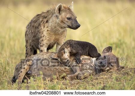 Spotted hyenas (Crocuta crocuta), female with pup, relaxing, Maasai Mara National Reserve, Kenya, Africa View Large Photo Image Stock Image - Spotted hyenas (Crocuta crocuta), female with pup, relaxing, Maasai Mara National Reserve, Kenya, Africa. Fotosearch