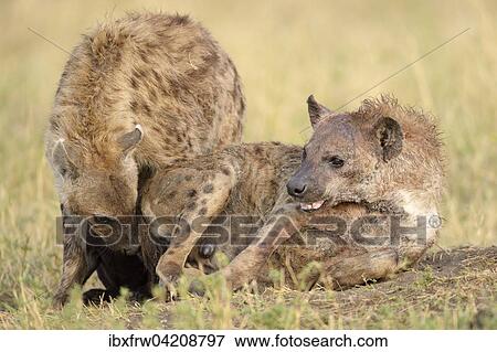 Spotted hyenas (Crocuta crocuta) sniffing each other, Maasai Mara National Reserve, Kenya, Africa View Large Photo Image Stock Photo - Spotted hyenas (Crocuta crocuta) sniffing each other, Maasai Mara National Reserve, Kenya, Africa. Fotosearch