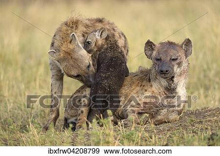 Stock Photo - Spotted hyenas (Crocuta crocuta), female with pup, sniffing, Maasai Mara National Reserve, Kenya, Africa. Fotosearch