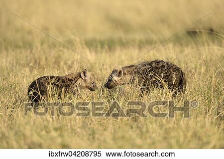 Stock Photography - Spotted hyenas (Crocuta crocuta), juveniles, young facing each other, Maasai Mara National Reserve, Kenya, Africa. Fotosearch