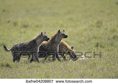 Spotted hyenas (Crocuta crocuta), with prey, feeding on a Thomson's gazelle (Eudorcas thomsoni), Maasai Mara National Reserve, Kenya, Africa View Large Photo Image Stock Photo - Spotted hyenas (Crocuta crocuta), with prey, feeding on a Thomson's gazelle (Eudorcas thomsoni), Maasai Mara National Reserve, Kenya, Africa. Fotosearch
