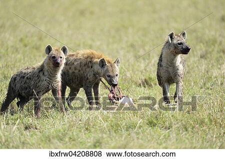 Stock Photo - Spotted hyenas (Crocuta crocuta), with prey, feeding on a Thomson's gazelle (Eudorcas thomsoni), Maasai Mara National Reserve, Kenya, Africa. Fotosearch