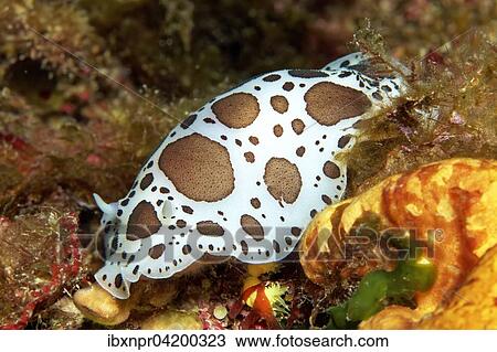Spotted Seaslug (Peltodoris astromaculata, (Discodoris astromaculata), Corfu, Ionian Islands, Greece, Europe View Large Photo Image Stock Image - Spotted Seaslug (Peltodoris astromaculata, (Discodoris astromaculata), Corfu, Ionian Islands, Greece, Europe. Fotosearch