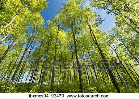 Spring in the beech forest, Beech (Fagus sp. ), Hesse, Germany, Europe View Large Photo Image Stock Image - Spring in the beech forest, Beech (Fagus sp. ), Hesse, Germany, Europe. Fotosearch