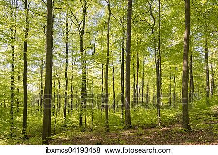 Spring in the beech forest, Beech (Fagus sp. ), Guxhagen, North Hesse, Hesse, Germany, Europe View Large Photo Image Stock Photo - Spring in the beech forest, Beech (Fagus sp. ), Guxhagen, North Hesse, Hesse, Germany, Europe. Fotosearch