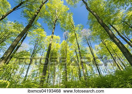Spring in the beech forest, Beech (Fagus sp. ), Hesse, Germany, Europe View Large Photo Image Stock Photo - Spring in the beech forest, Beech (Fagus sp. ), Hesse, Germany, Europe. Fotosearch