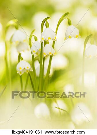Spring snowflake (Leucojum vernum), Southern Styria, Styria, Austria, Europe View Large Photo Image Stock Image - Spring snowflake (Leucojum vernum), Southern Styria, Styria, Austria, Europe. Fotosearch