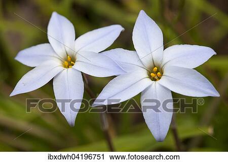 Spring star, (Ipheion uniflorum), North Rhine-Westphalia, Germany, Europe View Large Photo Image Stock Image - Spring star, (Ipheion uniflorum), North Rhine-Westphalia, Germany, Europe. Fotosearch