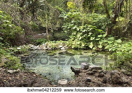 Spring with water, Arroyo de la Boza Azul, Apazapan, Veracruz, Mexico, North America View Large Photo Image Stock Photo - Spring with water, Arroyo de la Boza Azul, Apazapan, Veracruz, Mexico, North America. Fotosearch