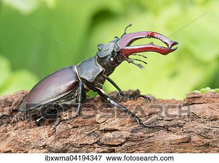 Stag Beetle (Lucanus cervus) on tree trunk, Hesse, Germany, Europe View Large Photo Image Stock Photo - Stag Beetle (Lucanus cervus) on tree trunk, Hesse, Germany, Europe. Fotosearch