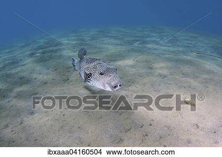 Stellate Puffer (Arothron stellatus), Red Sea, Marsa Alam, Abu Dabab, Egypt, Africa View Large Photo Image Picture - Stellate Puffer (Arothron stellatus), Red Sea, Marsa Alam, Abu Dabab, Egypt, Africa. Fotosearch