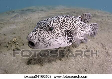 Stellate Puffer (Arothron stellatus), Red Sea, Marsa Alam, Abu Dabab, Egypt, Africa View Large Photo Image Stock Photo - Stellate Puffer (Arothron stellatus), Red Sea, Marsa Alam, Abu Dabab, Egypt, Africa. Fotosearch