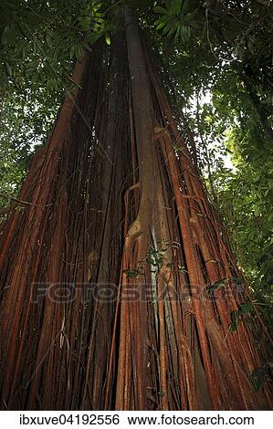Strangler fig (Ficus aurea) in the tropical rainforest, jungle, Permai Rainforest, Sarawak, Borneo, Malaysia, Asia View Large Photo Image Stock Photograph - Strangler fig (Ficus aurea) in the tropical rainforest, jungle, Permai Rainforest, Sarawak, Borneo, Malaysia, Asia. Fotosearch