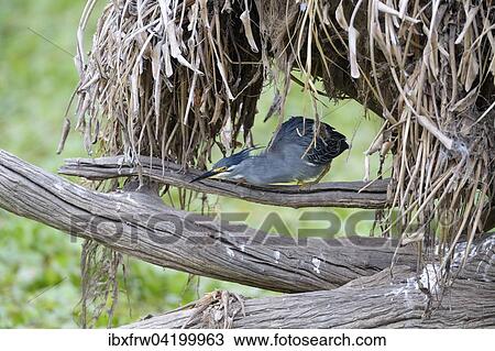 Stock Image - Striated Heron (Butorides striata), Lower Zambezi National Park, Zambia, Africa. Fotosearch