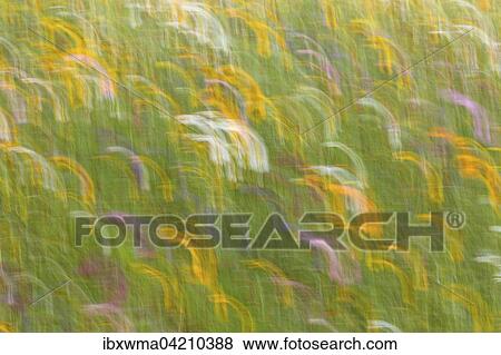 Stock Photo - Summer meadow, flower meadow, abstract image. Fotosearch