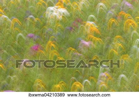 Summer meadow, flower meadow, abstract image View Large Photo Image Stock Photo - Summer meadow, flower meadow, abstract image. Fotosearch