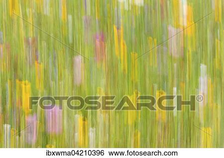 Summer meadow, flower meadow, abstract image View Large Photo Image Stock Photograph - Summer meadow, flower meadow, abstract image. Fotosearch