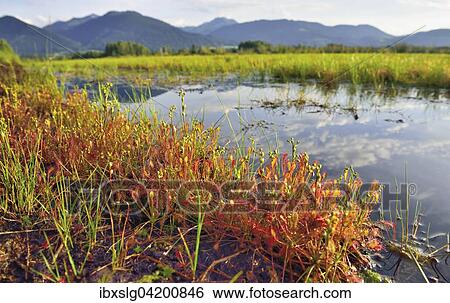 Sundew (Drosera intermedia) by a moor pond, Bavarian Alps behind, Grundbeckenmoor near Raubling, Upper Bavaria, Bavaria, Germany, Europe View Large Photo Image Stock Photograph - Sundew (Drosera intermedia) by a moor pond, Bavarian Alps behind, Grundbeckenmoor near Raubling, Upper Bavaria, Bavaria, Germany, Europe. Fotosearch