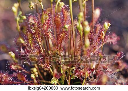 Sundew (Drosera intermedia) with panicles, Grundbeckenmoor near Raubling, Upper Bavaria, Bavaria, Germany, Europe View Large Photo Image Stock Image - Sundew (Drosera intermedia) with panicles, Grundbeckenmoor near Raubling, Upper Bavaria, Bavaria, Germany, Europe. Fotosearch