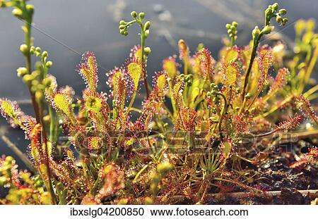 Sundew (Drosera intermedia) with panicles, Grundbeckenmoor near Raubling, Upper Bavaria, Bavaria, Germany, Europe View Large Photo Image Stock Image - Sundew (Drosera intermedia) with panicles, Grundbeckenmoor near Raubling, Upper Bavaria, Bavaria, Germany, Europe. Fotosearch
