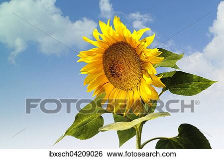 Sunflower (Helianthus) against a blue sky, Germany, Europe View Large Photo Image Stock Photograph - Sunflower (Helianthus) against a blue sky, Germany, Europe. Fotosearch