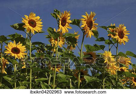 Sunflowers (Helianthus annuus), sunflower field, Schleswig-Holstein, Germany, Europe View Large Photo Image Stock Image - Sunflowers (Helianthus annuus), sunflower field, Schleswig-Holstein, Germany, Europe. Fotosearch
