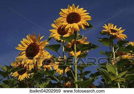 Sunflowers (Helianthus annuus), sunflower field, Schleswig-Holstein, Germany, Europe View Large Photo Image Stock Photo - Sunflowers (Helianthus annuus), sunflower field, Schleswig-Holstein, Germany, Europe. Fotosearch