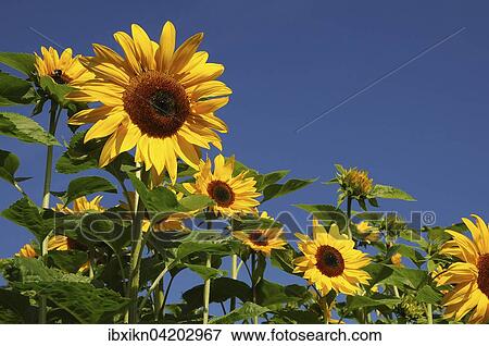 Stock Photo - Sunflowers (Helianthus annuus), sunflower field, Schleswig-Holstein, Germany, Europe. Fotosearch
