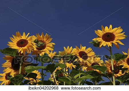 Sunflowers (Helianthus annuus), sunflower field, Schleswig-Holstein, Germany, Europe View Large Photo Image Stock Photo - Sunflowers (Helianthus annuus), sunflower field, Schleswig-Holstein, Germany, Europe. Fotosearch