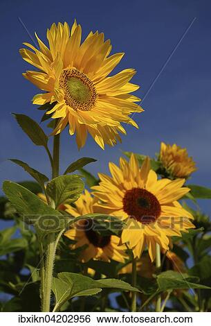 Sunflowers (Helianthus annuus), sunflower field, Schleswig-Holstein, Germany, Europe View Large Photo Image Stock Photograph - Sunflowers (Helianthus annuus), sunflower field, Schleswig-Holstein, Germany, Europe. Fotosearch