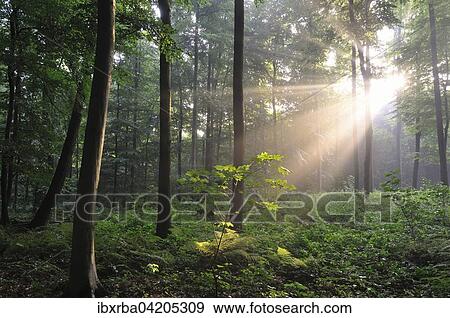 Sunrays bursting through the fog in a deciduous forest, North Rhine-Westphalia, Germany, Europe View Large Photo Image Stock Photo - Sunrays bursting through the fog in a deciduous forest, North Rhine-Westphalia, Germany, Europe. Fotosearch