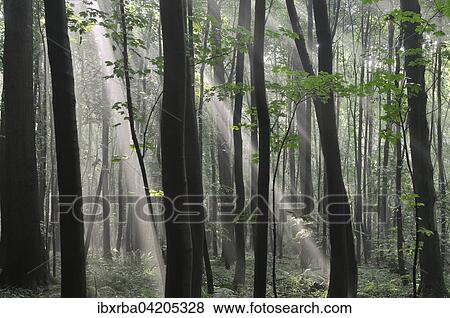 Sunrays bursting through the fog in a deciduous forest, North Rhine-Westphalia, Germany, Europe View Large Photo Image Stock Photo - Sunrays bursting through the fog in a deciduous forest, North Rhine-Westphalia, Germany, Europe. Fotosearch