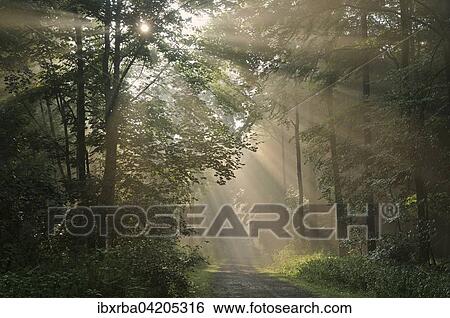 Sunrays bursting through the fog in a deciduous forest, North Rhine-Westphalia, Germany, Europe View Large Photo Image Stock Photograph - Sunrays bursting through the fog in a deciduous forest, North Rhine-Westphalia, Germany, Europe. Fotosearch