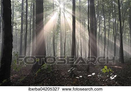 Sunrays penetrate the fog in the deciduous forest, North Rhine-Westphalia, Germany, Europe View Large Photo Image Stock Photo - Sunrays penetrate the fog in the deciduous forest, North Rhine-Westphalia, Germany, Europe. Fotosearch