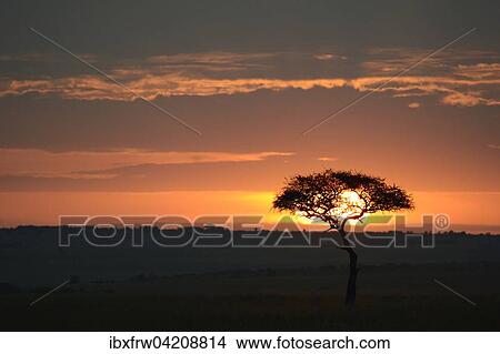 Sunrise, single large tree in the distance, backlit, great acacia, savanna, cloudy sky, Maasai Mara National Reserve, Kenya, Africa View Large Photo Image Picture - Sunrise, single large tree in the distance, backlit, great acacia, savanna, cloudy sky, Maasai Mara National Reserve, Kenya, Africa. Fotosearch