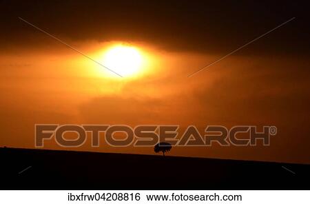 Stock Photograph - Sunset, stormy atmosphere, backlit, single large tree in the distance, savanna, Maasai Mara National Reserve, Kenya, Africa. Fotosearch