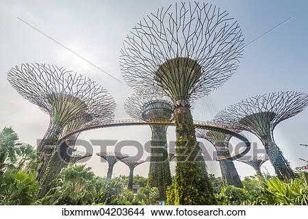 SuperTrees, Gardens by the Bay, Singapore, Asia View Large Photo Image Picture - SuperTrees, Gardens by the Bay, Singapore, Asia. Fotosearch