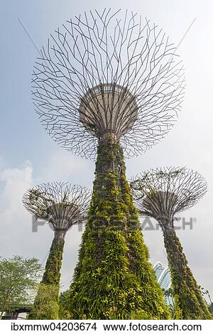 SuperTrees, Gardens by the Bay, Singapore, Asia View Large Photo Image Picture - SuperTrees, Gardens by the Bay, Singapore, Asia. Fotosearch
