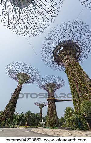SuperTrees, Gardens by the Bay, Singapore, Asia View Large Photo Image Stock Image - SuperTrees, Gardens by the Bay, Singapore, Asia. Fotosearch
