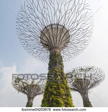 SuperTrees, Gardens by the Bay, Singapore, Asia View Large Photo Image Stock Photo - SuperTrees, Gardens by the Bay, Singapore, Asia. Fotosearch