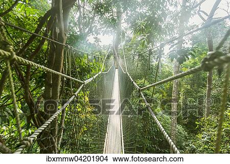 Suspension bridge in jungle, Kuala Tahan, Taman Negara National Park, Malaysia, Asia View Large Photo Image Picture - Suspension bridge in jungle, Kuala Tahan, Taman Negara National Park, Malaysia, Asia. Fotosearch