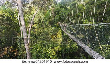 Suspension Bridge In Jungle Kuala Tahan Taman Negara National Park Malaysia Asia Stock Image