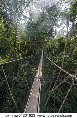 Suspension bridge in jungle, Kuala Tahan, Taman Negara National Park, Malaysia, Asia View Large Photo Image Stock Image - Suspension bridge in jungle, Kuala Tahan, Taman Negara National Park, Malaysia, Asia. Fotosearch