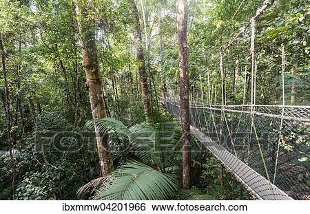 Suspension bridge in jungle, Kuala Tahan, Taman Negara National Park, Malaysia, Asia View Large Photo Image Stock Photograph - Suspension bridge in jungle, Kuala Tahan, Taman Negara National Park, Malaysia, Asia. Fotosearch