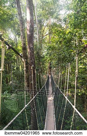 Suspension bridge in jungle, Kuala Tahan, Taman Negara National Park, Malaysia, Asia View Large Photo Image Stock Photography - Suspension bridge in jungle, Kuala Tahan, Taman Negara National Park, Malaysia, Asia. Fotosearch
