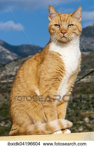Tabby male cat sitting in elegant pose in front of a mountain scenery, Agios Nicolaos, Peloponnese, Greece, Europe View Large Photo Image Picture - Tabby male cat sitting in elegant pose in front of a mountain scenery, Agios Nicolaos, Peloponnese, Greece, Europe. Fotosearch