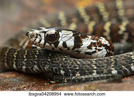 Tawny Forest Racer (Dendrophidion dendrophis), snake (Colubridae), Amazon rainforest, Yasuni National Park, Ecuador, South America View Large Photo Image Picture - Tawny Forest Racer (Dendrophidion dendrophis), snake (Colubridae), Amazon rainforest, Yasuni National Park, Ecuador, South America. Fotosearch